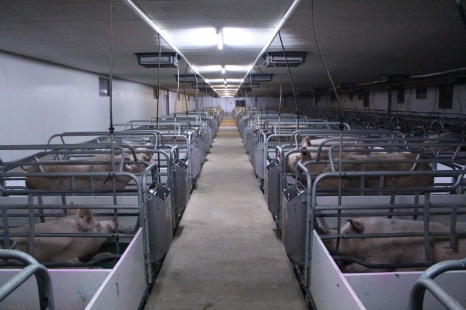 Farrowing crates