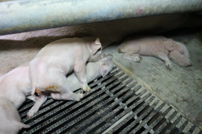 Farrowing crates