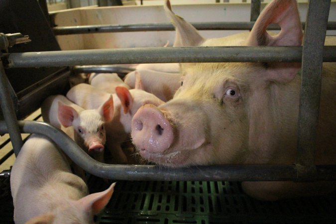 Farrowing crates