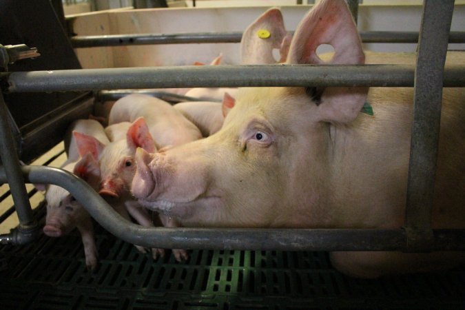 Farrowing crates