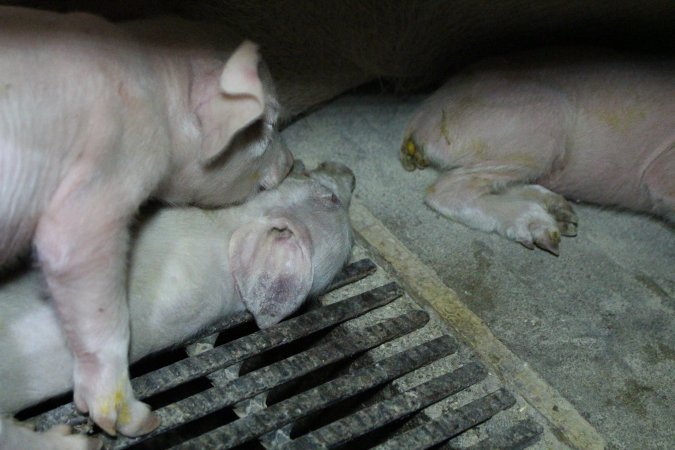 Farrowing crates