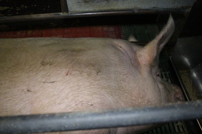 Farrowing crates