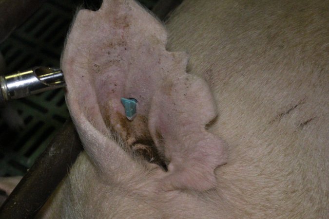 Farrowing crates