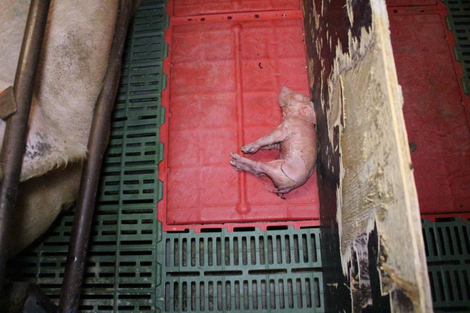 Farrowing crates