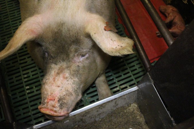 Farrowing crates