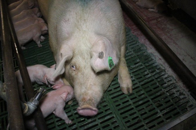 Farrowing crates