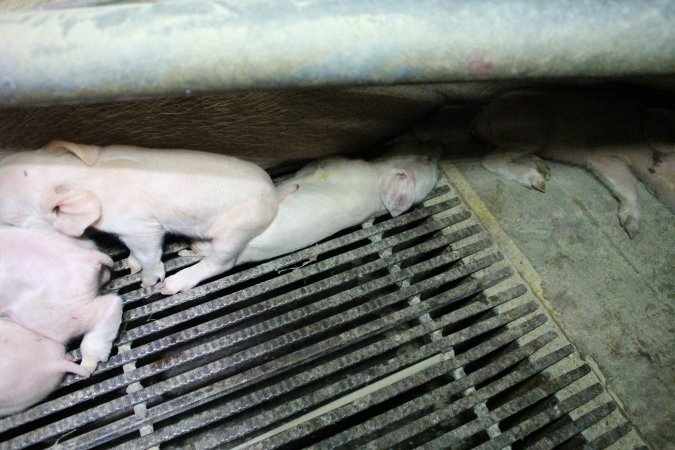 Farrowing crates