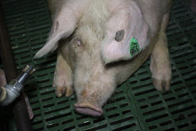 Farrowing crates