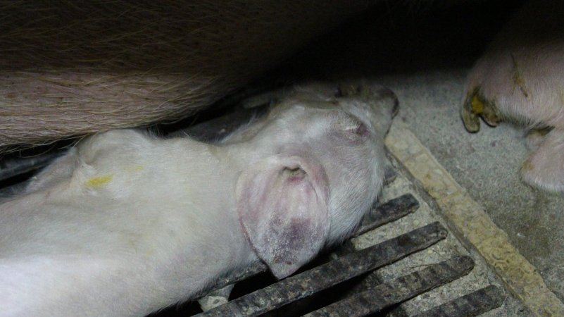 Farrowing crates