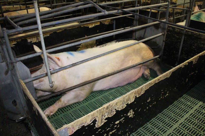 Farrowing crates