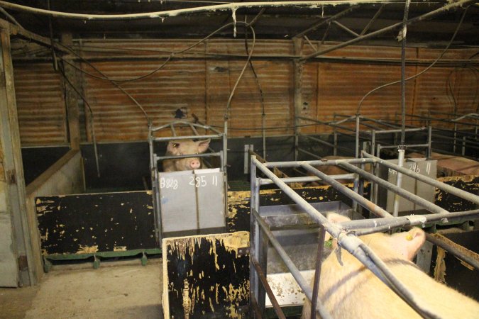 Farrowing crates