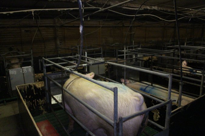 Farrowing crates