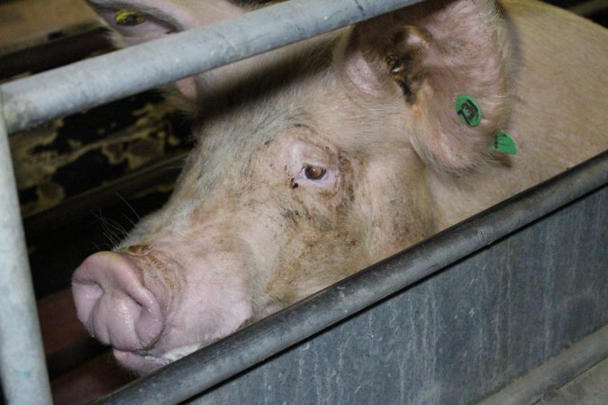 Farrowing crates