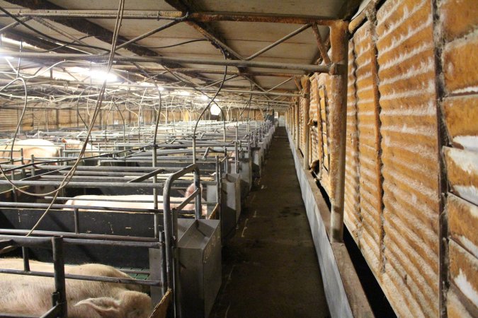 Farrowing crates