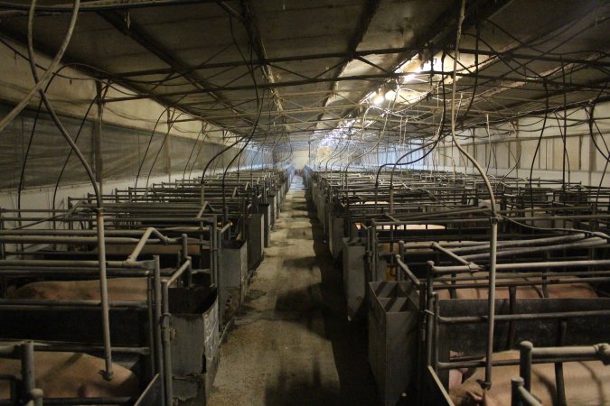 Farrowing crates