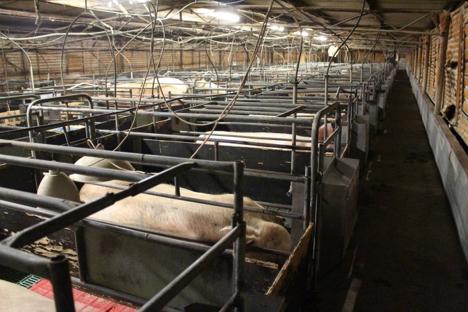 Farrowing crates