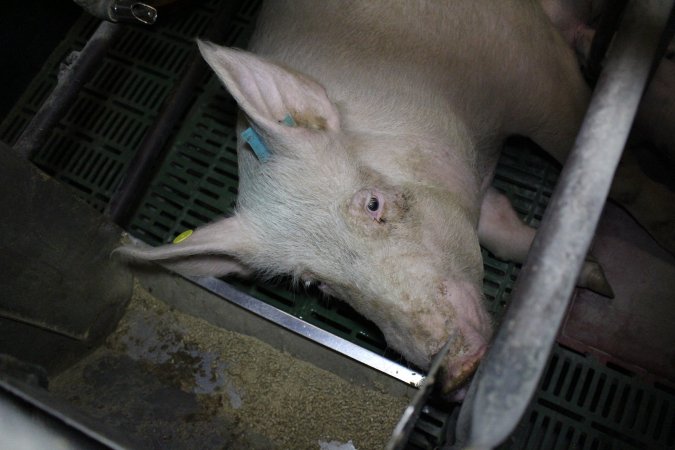 Farrowing crates