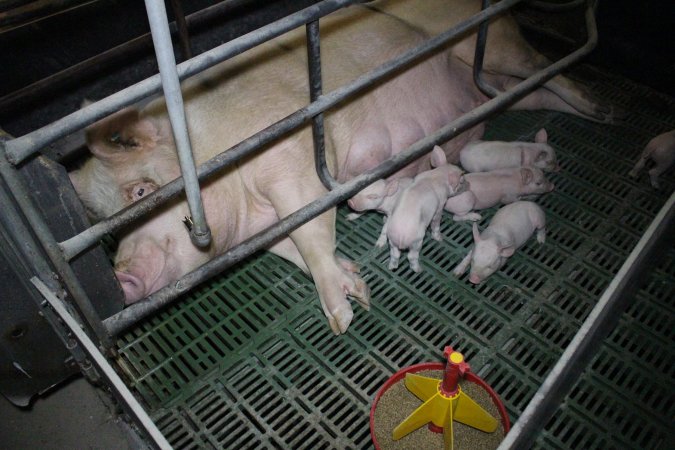 Farrowing crates