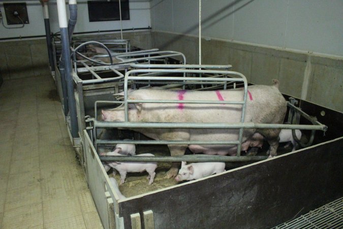 Farrowing crates