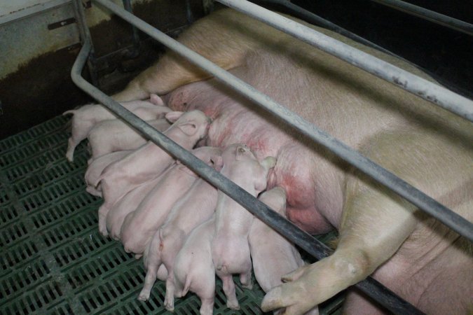 Farrowing crates