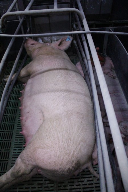 Farrowing crates