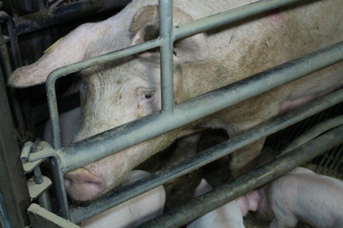 Farrowing crates