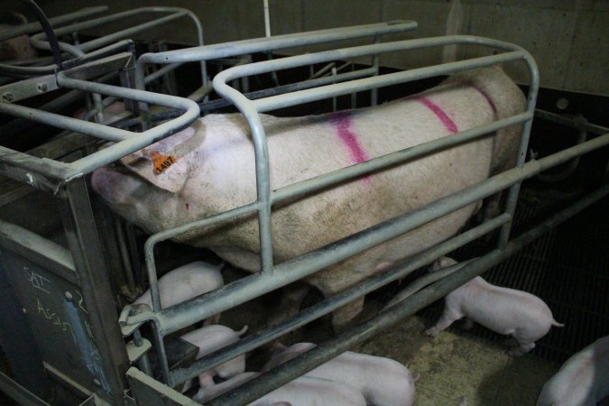 Farrowing crates