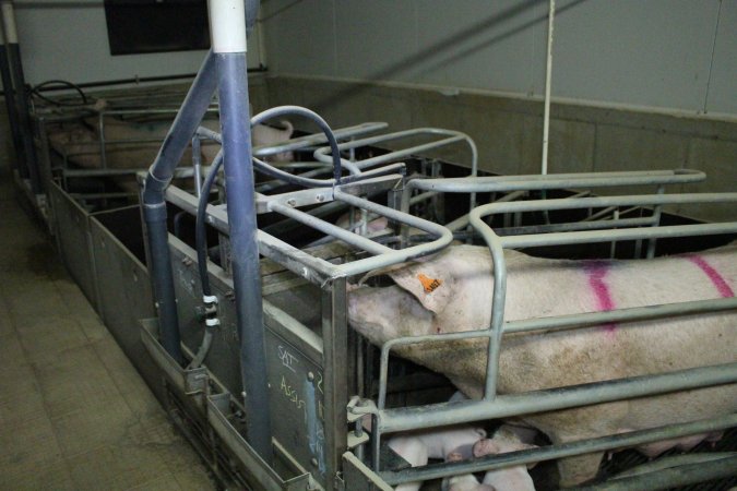 Farrowing crates