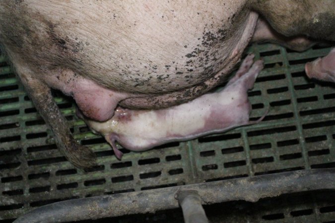 Farrowing crates