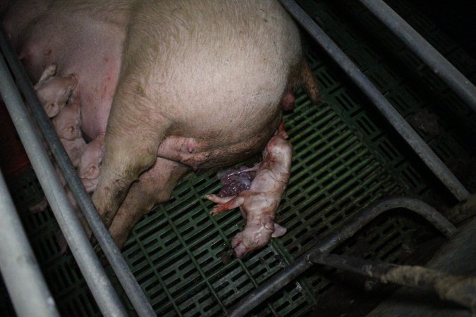 Farrowing crates