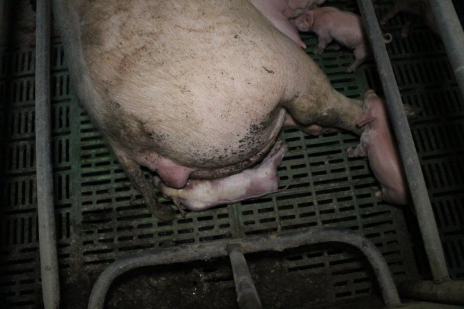 Farrowing crates