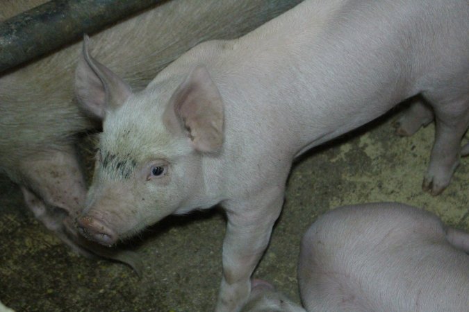 Farrowing crates