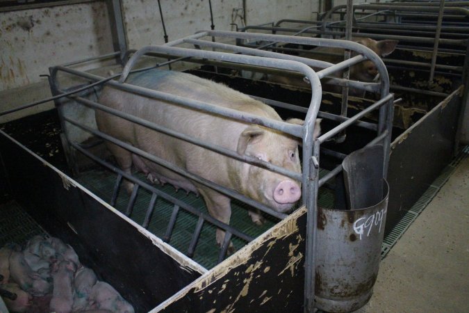 Farrowing crates