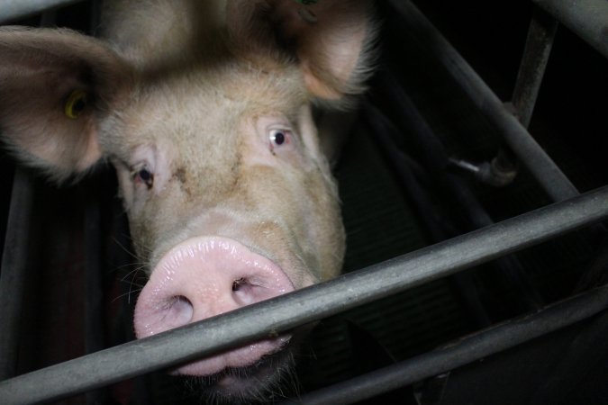 Farrowing crates