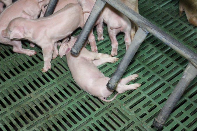 Farrowing crates