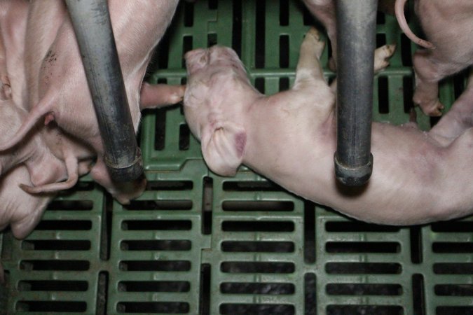 Farrowing crates