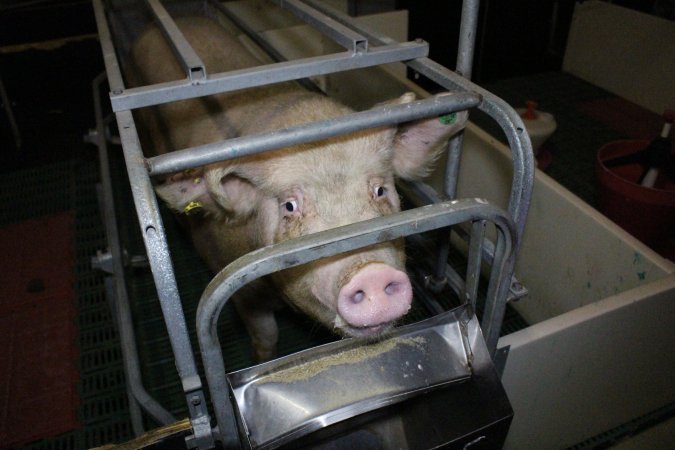 Farrowing crates