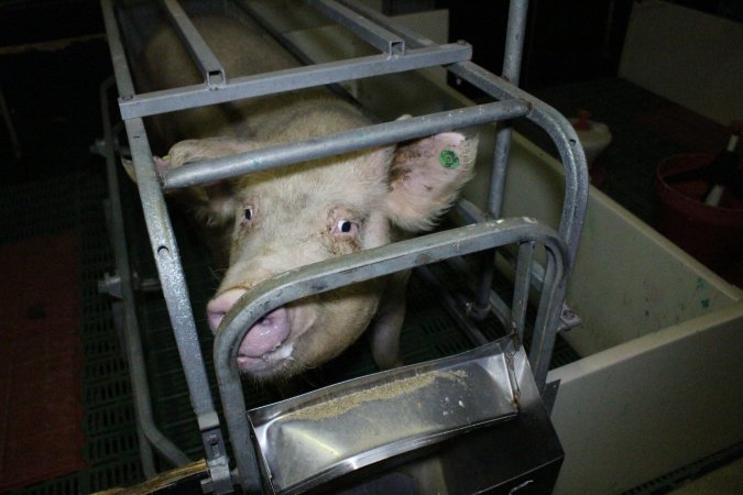 Farrowing crates