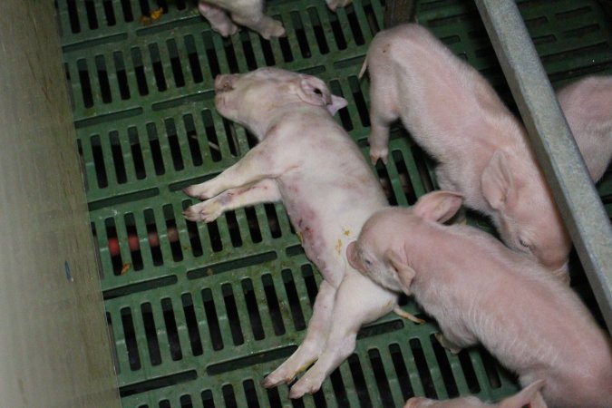 Farrowing crates