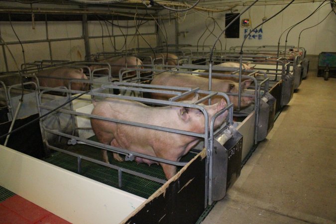 Farrowing crates