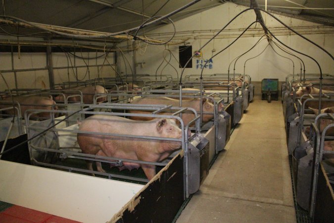 Farrowing crates