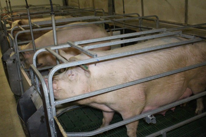 Farrowing crates