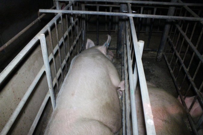 Sow stalls