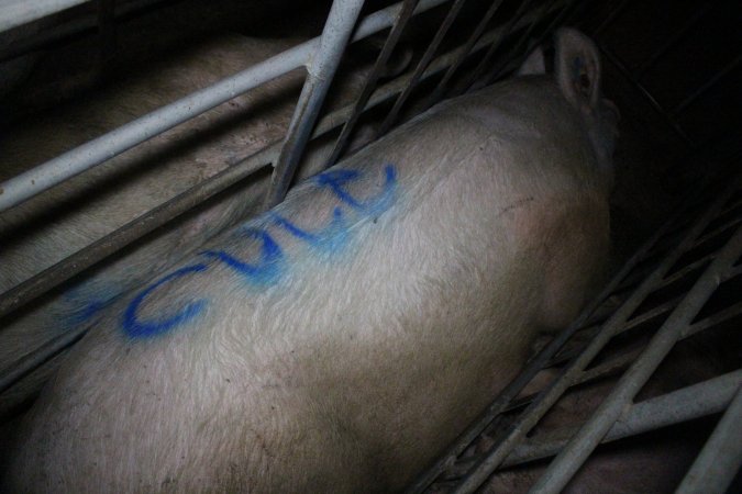 Sow with 'cull' spray-painted on her back