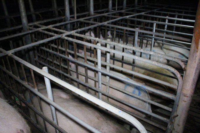 Sow stalls