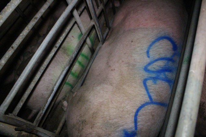 Sow with 'cull' spray-painted on her back