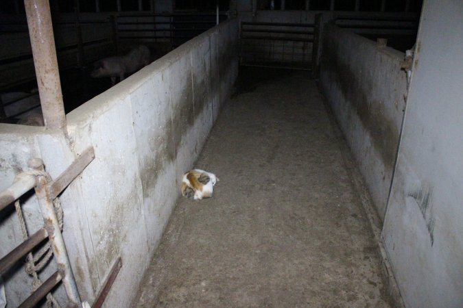 Cat in walkway