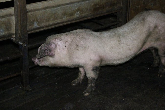 Grower pig with elongated body