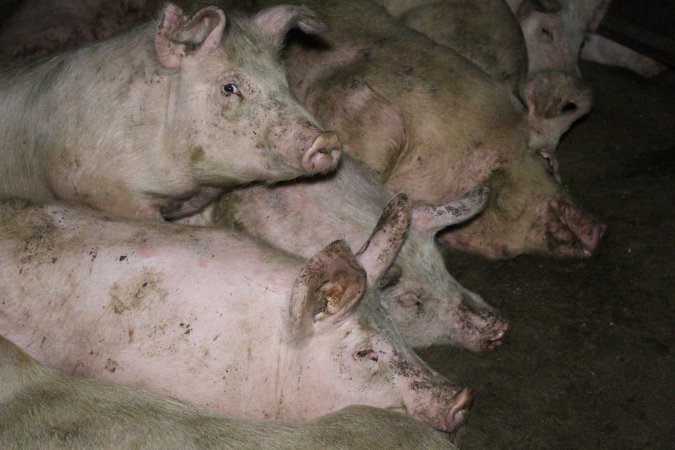 Grower pigs