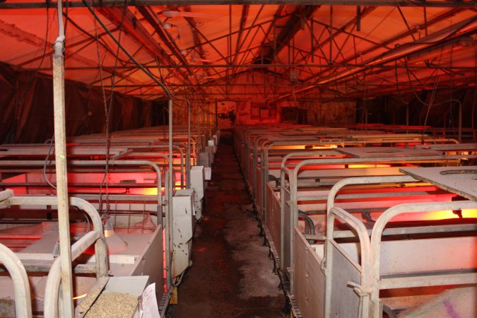 Farrowing crates